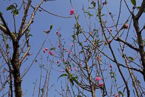 Thời tiết hanh khô, đào Tết Nhật Tân nở sớm