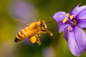 Số phận kỳ lạ của loài ong