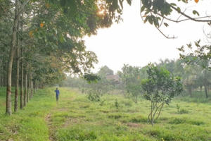 Giám đốc công ty lâm nghiệp “mượn” chứ không phải chiếm đất rừng?