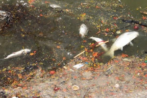 Hà Nội: Cá chết trắng nổi lềnh bềnh trên Hồ Tây