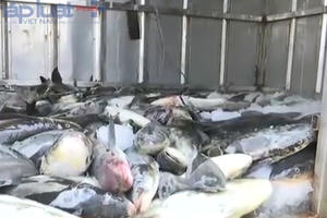 Thanh Hóa: Kết luận khôi hài về nguyên nhân cá chết trên sông Lạch Bạng