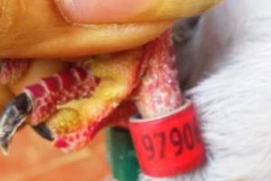 Phát hiện chim bồ câu mang ký tự lạ