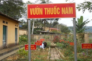 Cảnh báo vấn nạn dược liệu rởm, thuốc nam trộn… thuốc Tây