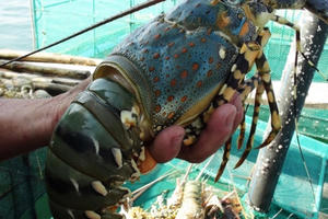 Tôm hùm, cá bóp chết hàng loạt, người nuôi chớp mắt mất tiền tỉ