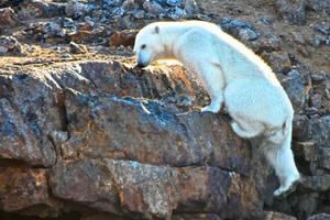 Chùm ảnh đau lòng về thảm cảnh của loài gấu Bắc cực