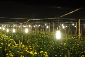 Mê Linh (Hà Nội):  Hiệu quả từ mô hình chuyển dịch cây trồng