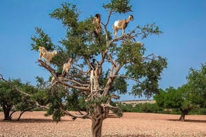 Sự thật cay đắng về điểm sống ảo thu hút triệu du khách