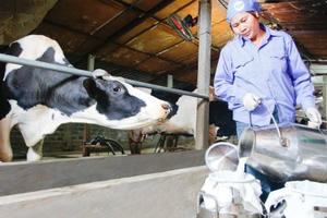 “Bán tống bán tháo” bò sữa vì doanh nghiệp ép giá?