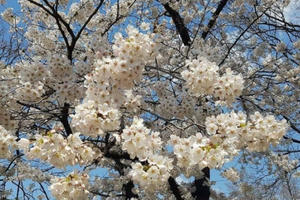 Mãn nhãn ngắm hoa anh đào rực trời Nhật Bản, Hàn Quốc