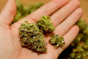 Tâm sự của shipper vận chuyển cỏ mỹ