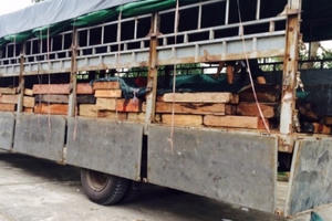 Thanh Hóa: CSGT bắt giữ 6,4 mét khối gỗ quý vận chuyển trái phép