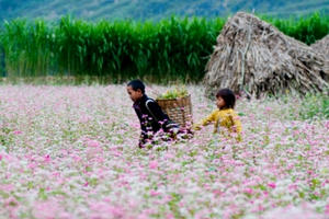 6 địa điểm săn hoa tam giác mạch lý tưởng nhất tại Hà Giang