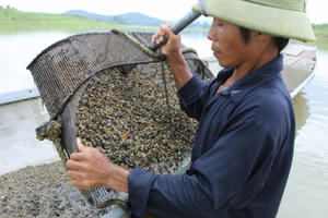 Nghề cào hến trên sông Lam