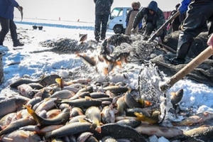 Video: Bắt cá trên mặt hồ đóng băng ở Trung Quốc