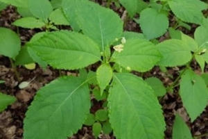 Trẻ 5 tuổi ngộ độc nguy kịch vì chữa táo bón bằng lá lộc mại