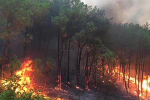 Cảnh báo nguy cơ cháy rừng tại các tỉnh Trung Bộ