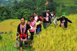 Chùm ảnh: Hoàng Su Phì vào mùa cá chép ruộng