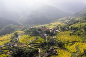 Đẹp mê hồn Thung lũng Mường Hoa vào mùa lúa chín