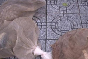 Bắt giữ xe khách vận chuyển động vật quý hiếm và hàng lậu