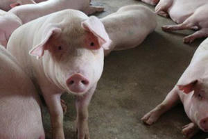 Bình Phước tiêu huỷ 1,8 tấn lợn do bệnh dịch