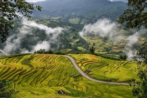 Y Tý đẹp ngỡ ngàng mùa lúa chín