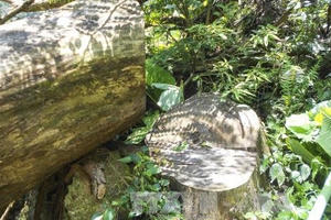 Khởi tố vụ "xẻ" rừng nghiến cổ thụ tại Điện Biên