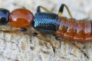 Cực kỳ nguy hiểm khi bị kiến ba khoang đốt mà làm điều này