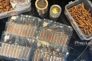 Biznews: Sự thật Đông trùng hạ thảo giá tiền tỷ đang trôi nổi trên thị trường