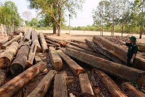 Nóng bỏng “mặt trận” chống buôn lậu gỗ