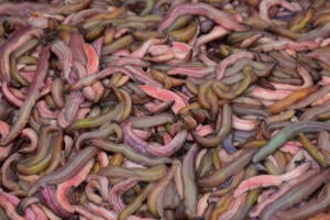 Nghề 'săn lộc trời' kiếm hàng chục triệu mỗi ngày ở Hải Phòng