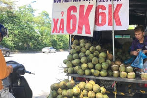 Hà Nội: Dừa xiêm bán “giá rẻ như cho”, người bán tiết lộ nguyên nhân
