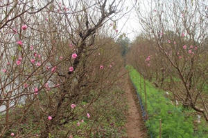 Đào Nhật Tân bất ngờ nở rộ