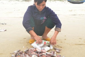 Chiều nay công bố nguyên nhân cá chết hàng loạt ở miền Trung