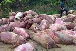Hưng Yên: Phát hiện cơ sở chuyên mổ lợn chết đưa vào các trường học tiêu thụ