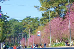 'Lễ hội Hoa anh đào' lần đầu tiên được tổ chức tại Đà Lạt vào tháng 1/2017