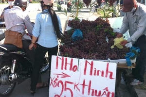 Mỗi ngày 100 tấn nho Tàu: Về Hà Nội toàn nho Mỹ - Úc