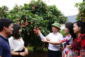 Tin kinh tế 6AM: Vải thiều sẵn sàng chinh phục thị trường Nhật Bản