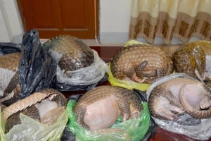 Mua động vật quý hiếm từ Tây Nguyên đưa ra Nghệ An tiêu thụ