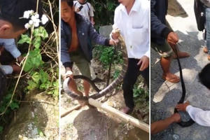 [Clip]: "Cao thủ sơ mi trắng" tay không túm cổ hổ mang chúa