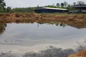 Mất mùa, ô nhiễm do trại lợn xả thải?