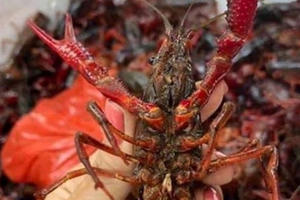 Cảnh báo tôm hùm đất nhập lậu vào Việt Nam Cảnh báo tôm hùm đất nhập lậu vào Việt Nam