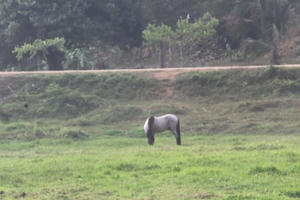 Lâm Đồng: Dự án trường đua ngựa nghìn tỷ chỉ để nuôi một con... ngựa ốm