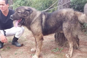 Những chú chó có giá hàng nghìn USD tại Hà Nội có hình dáng ra sao?