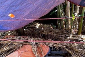 Khởi tố đối tượng dùng dao rọc giấy cứa cổ anh họ