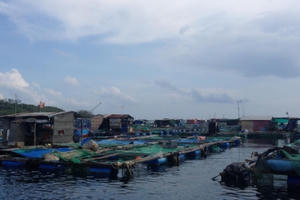 Xóa bè tạm, đóng bè mới trên Vịnh Nha Trang: Hàng chục hộ kinh doanh có nguy cơ phá sản