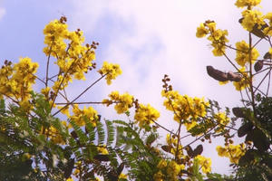 Hoa điệp vàng khoe sắc đẹp nao lòng giữa Thủ đô