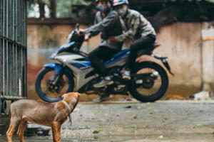 Tuyên Quang: Xuất hiện đối tượng dùng viên dạng kẹo mút để đánh bả chó
