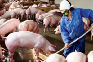 Điểm báo ngày 26/4/2017: Trung gian "ăn dày" đại lý ngắc ngoải!