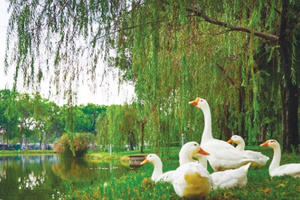 Chủ đầu tư tiên phong tìm hướng đi mới: Môi trường là nền tảng cho mỗi dự án