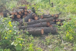 Nghệ An: Rừng thông hơn 20 năm tuổi bị chặt hạ, công an vào cuộc